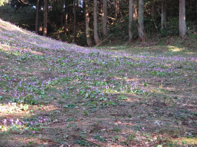 一面紫です
