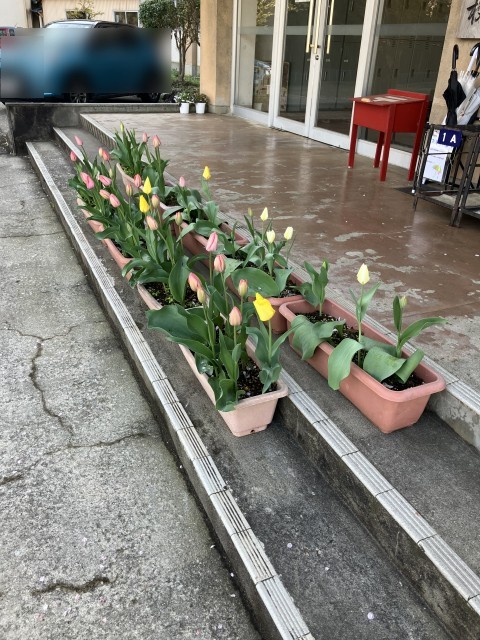 週末満開か？