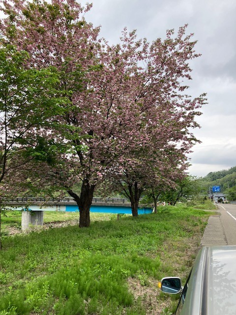 数珠掛桜