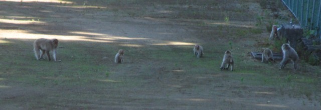 グラウンドで元気に走るサルたち
