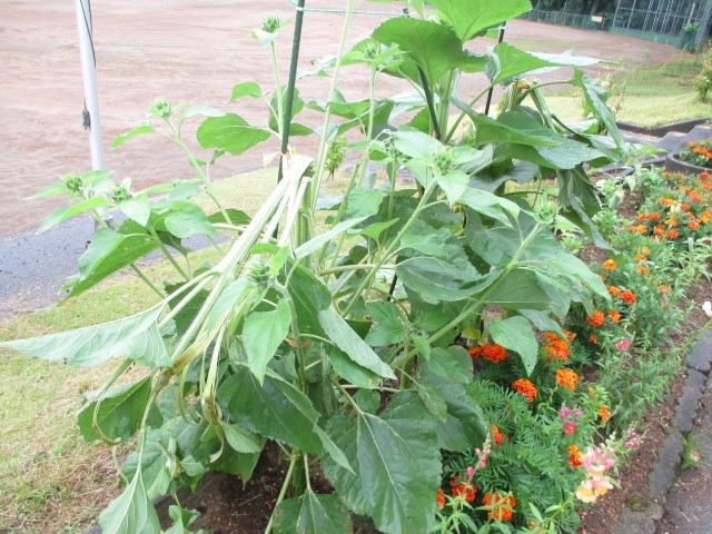 やっと花が咲いたのに…