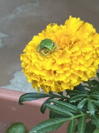 おはようございます