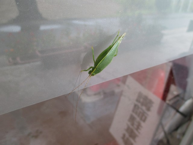 アオマツムシ