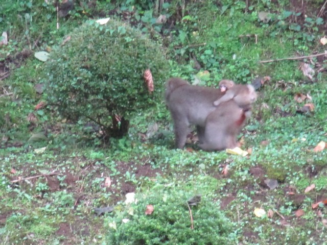 腰の辺りに子ザルがいます